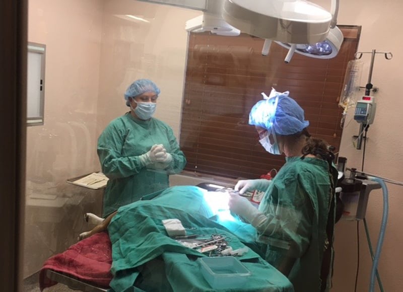 Two team members performing surgery
