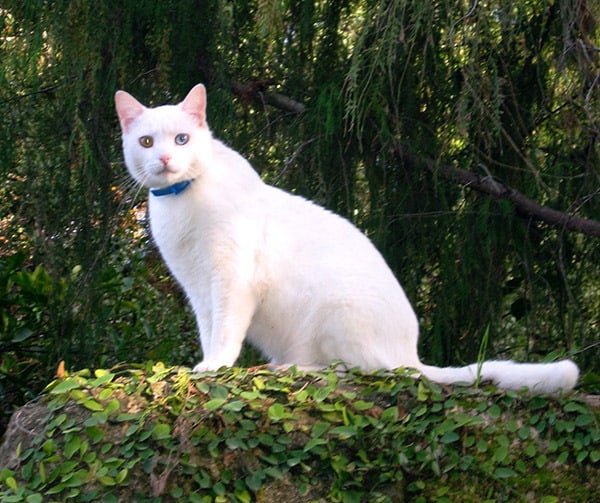 An all white cat with two different colored eyes sitting on a fence