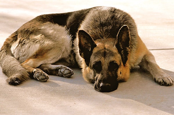A German Shepherd laying down on the concrete
