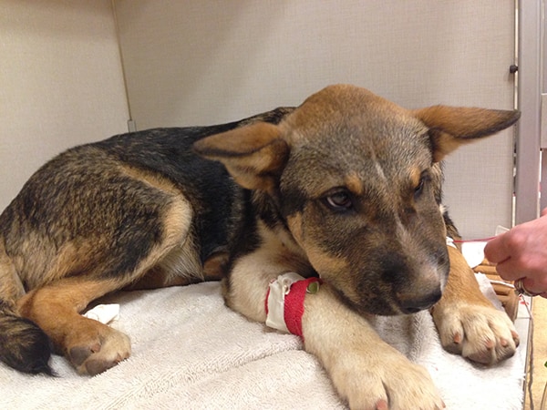 A German Shepherd that got bit by a snake